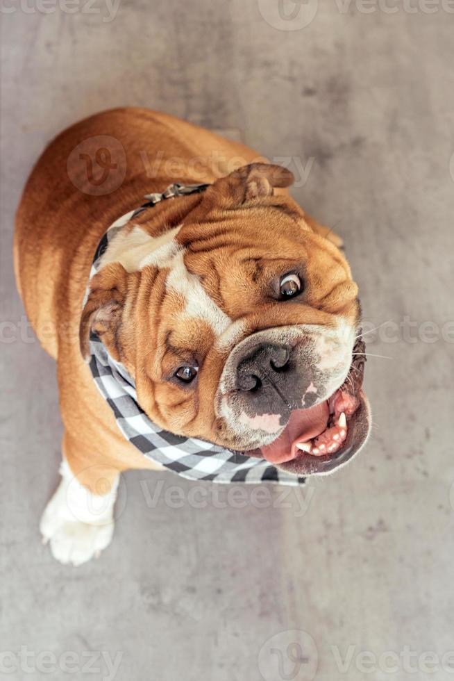 Cute and funny bulldog photo