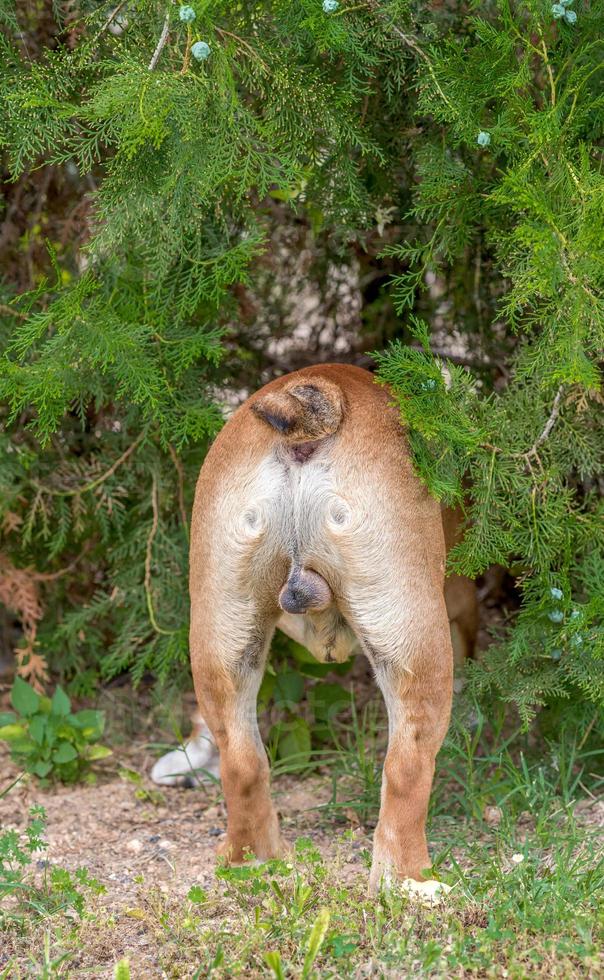 English bulldog in the bush photo