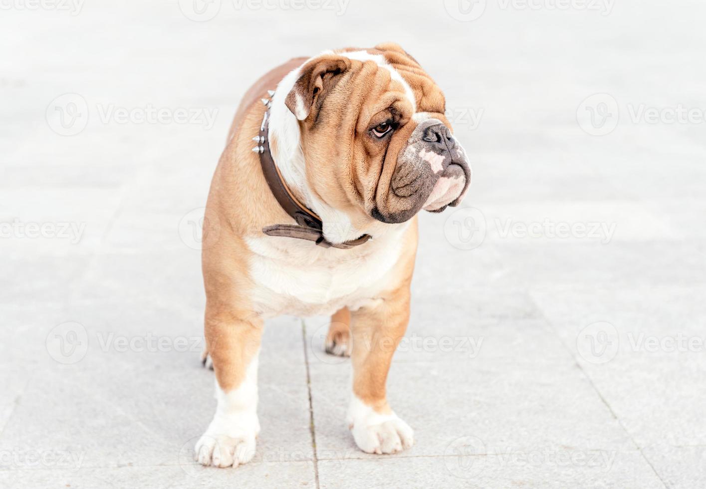 English bulldog pup photo