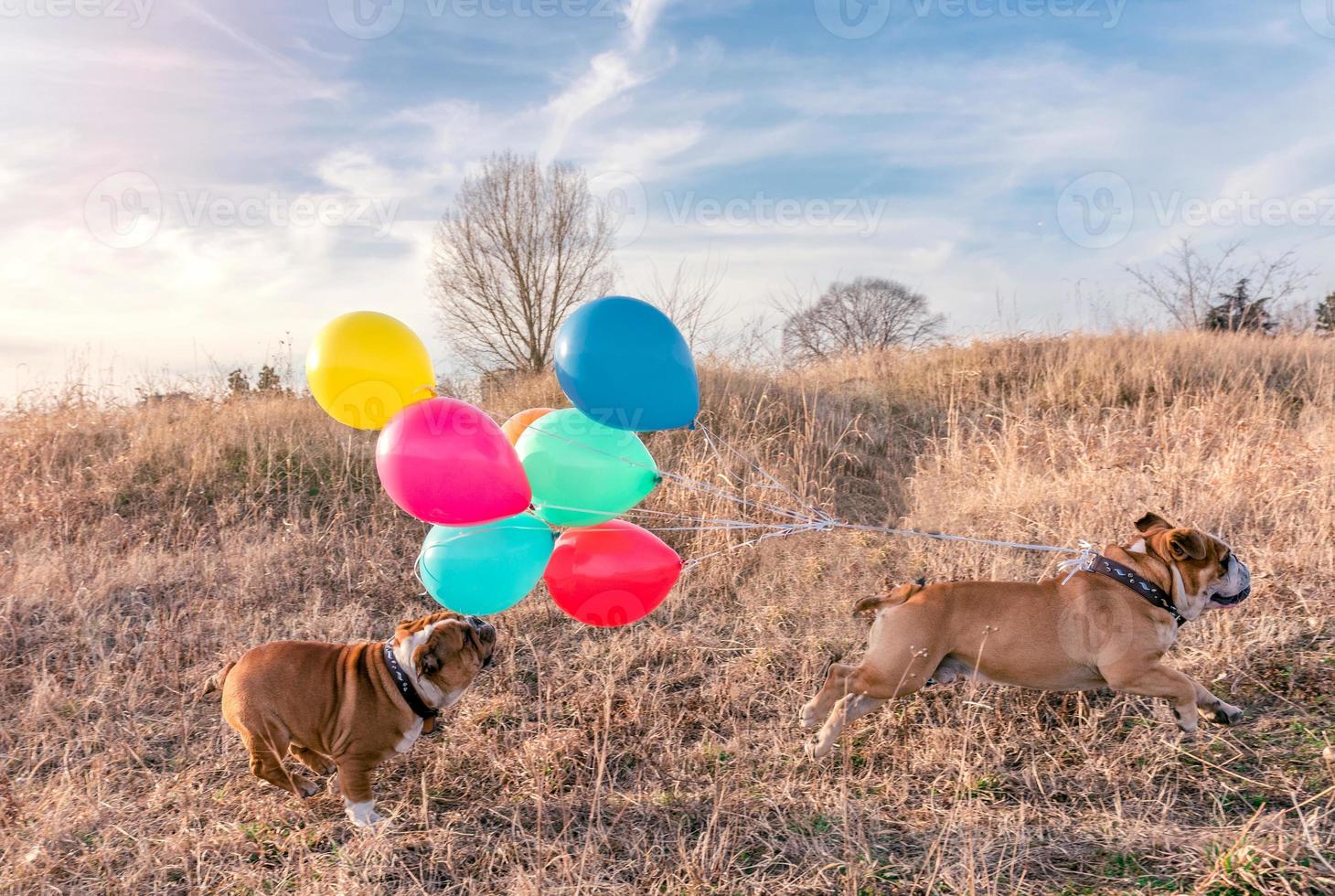 Chasing English bulldogs photo