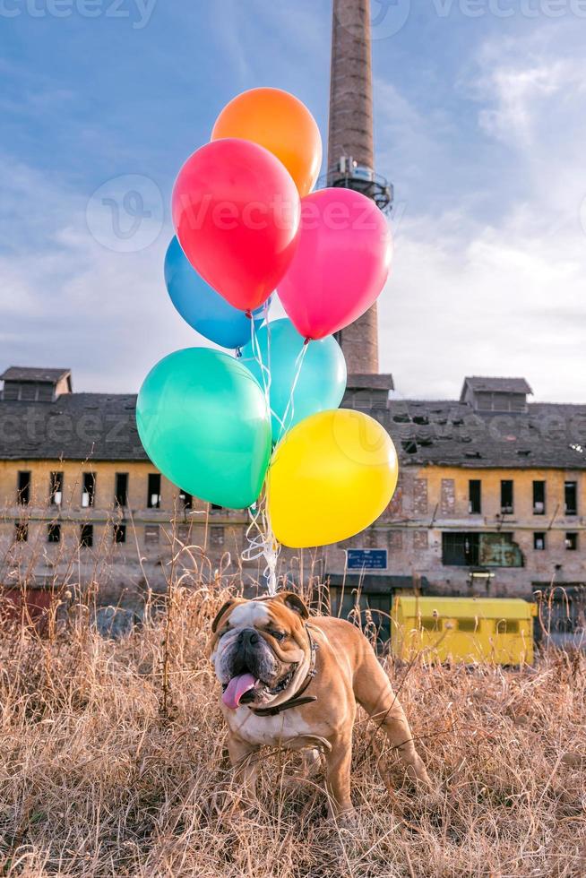 English bulldog with balloons photo