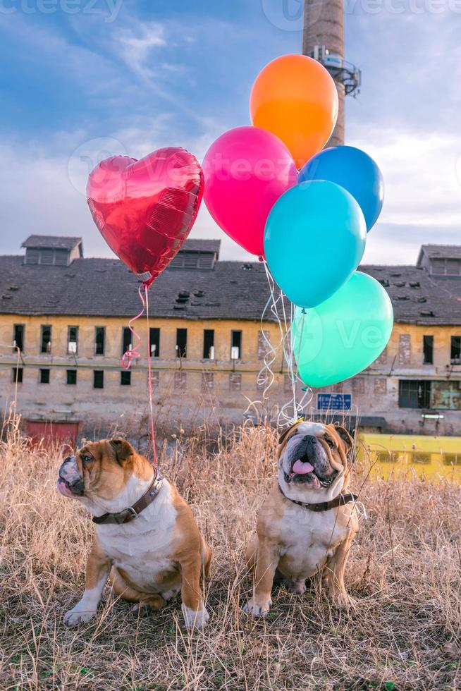 Funny dogs with balloons photo