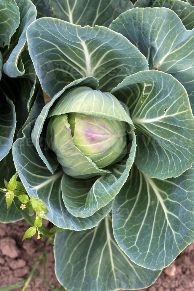 Young green cabbage photo