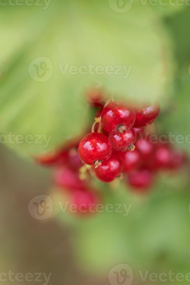 Close up to red currant photo
