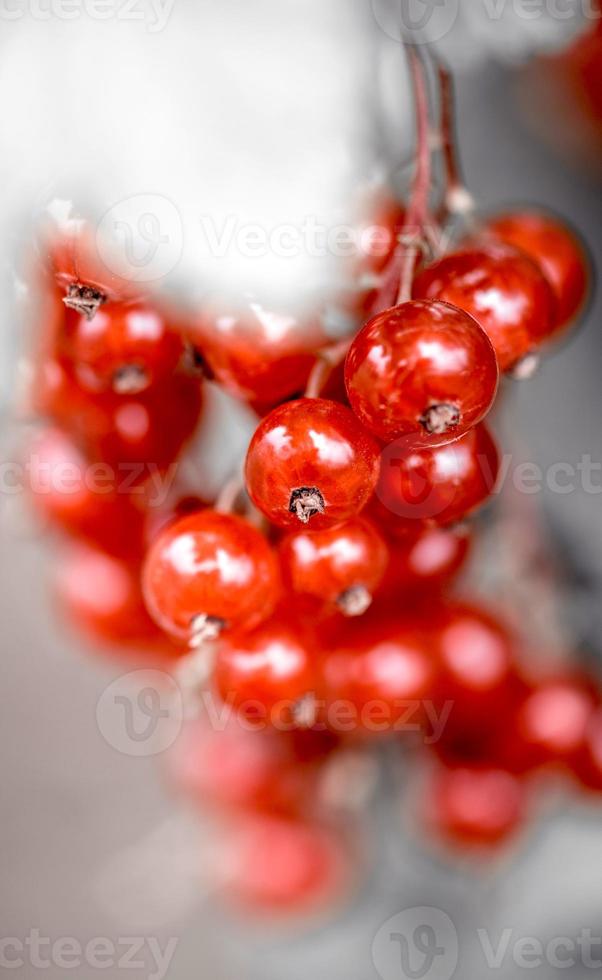 Sweet red currant photo