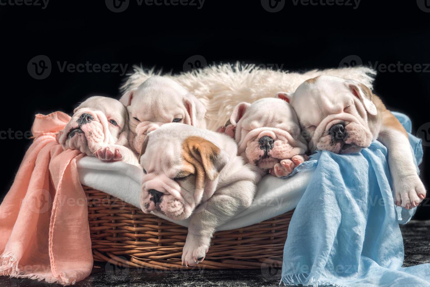 Group of English bulldog puppies photo