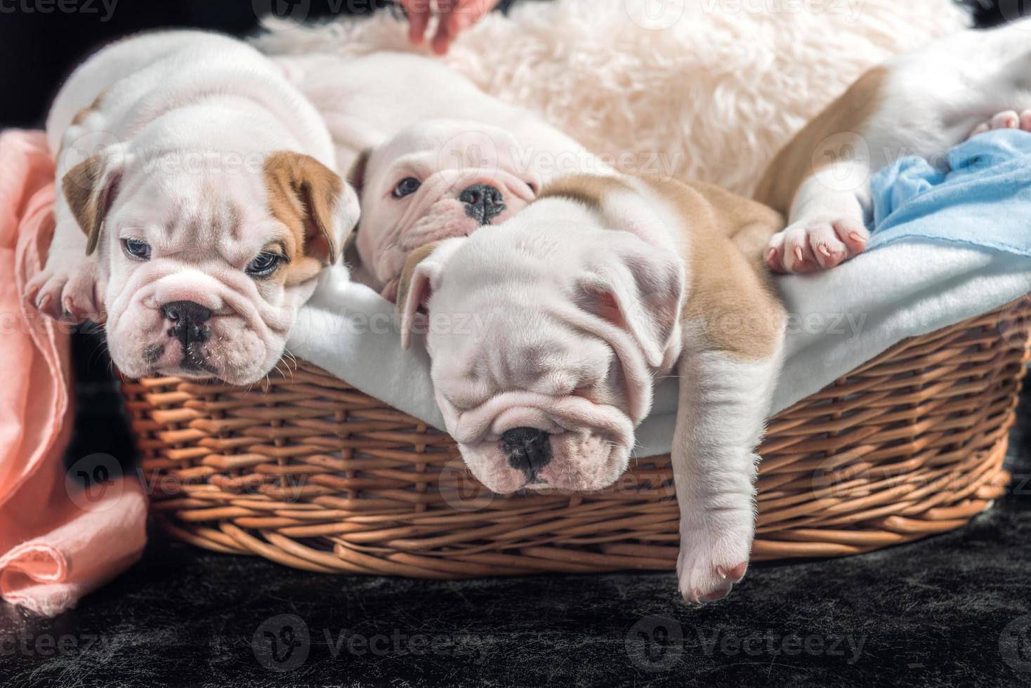 Group of English bulldog puppies photo