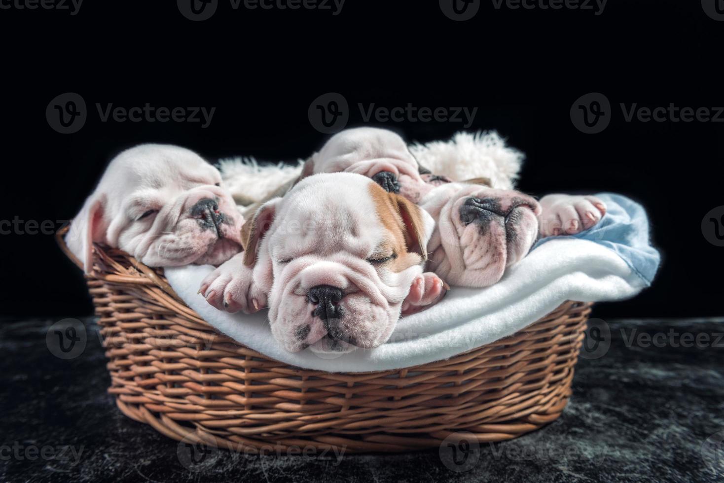 Sleeping English bulldog puppies photo