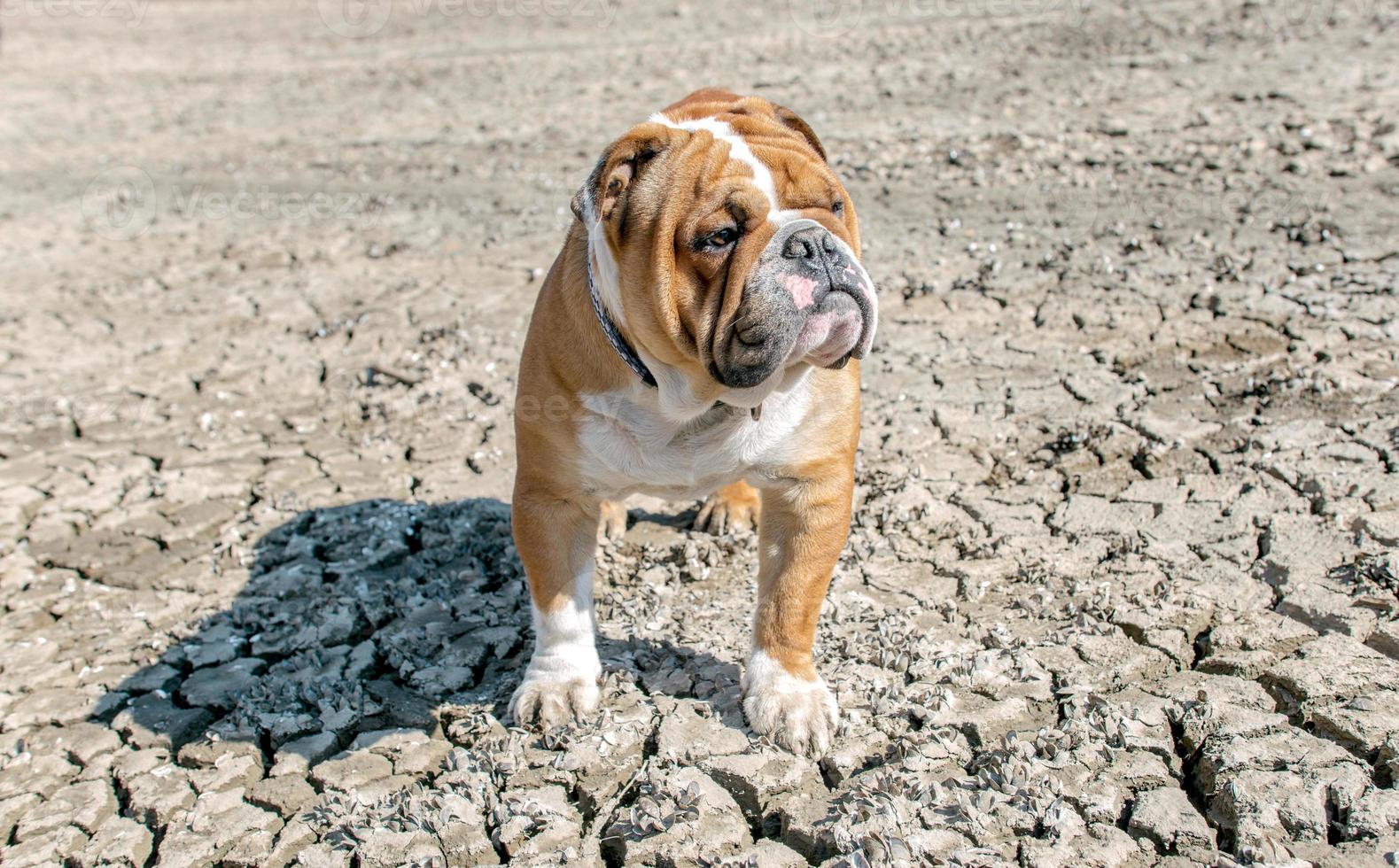 English bulldog posing photo