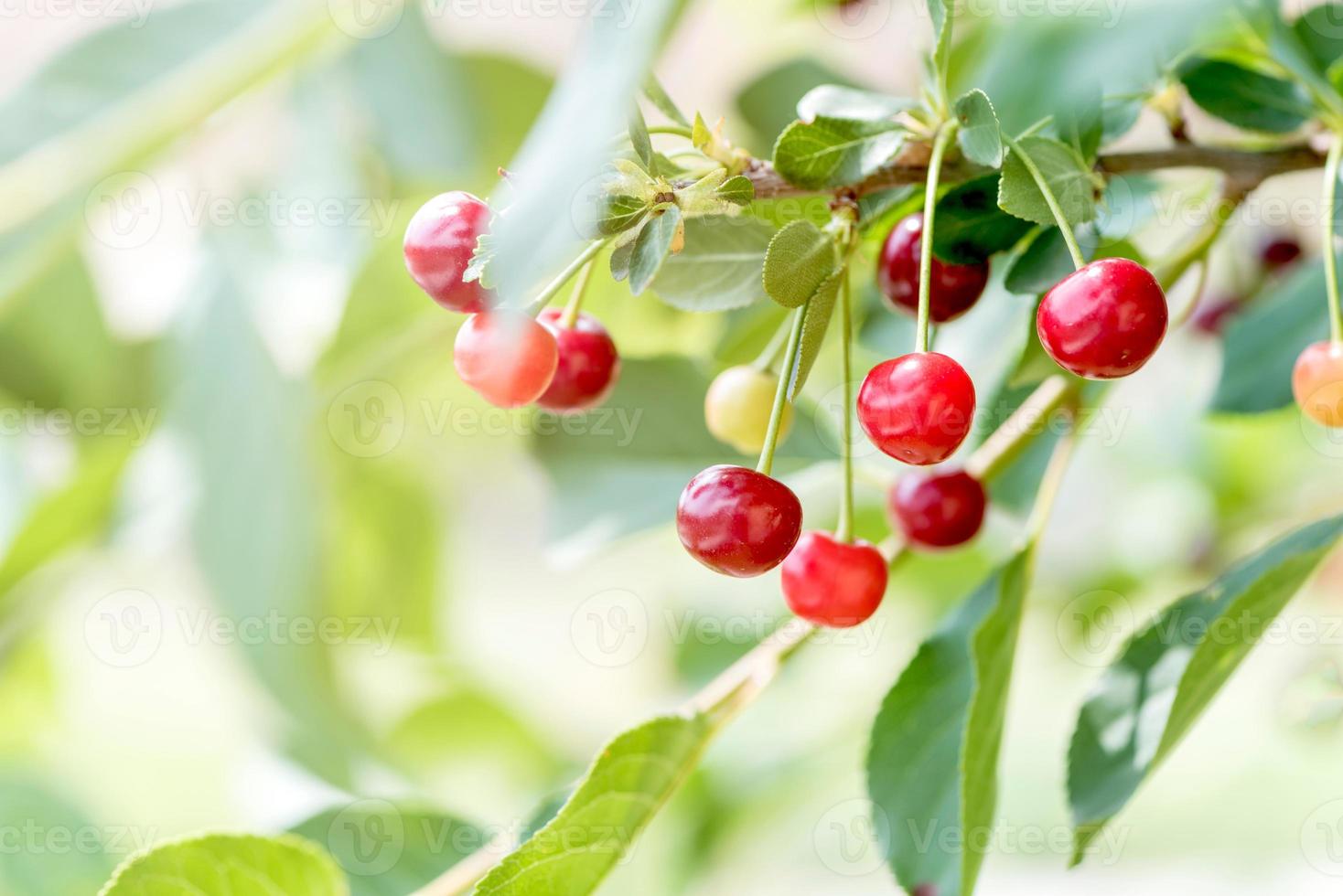 Sweet red cherries photo