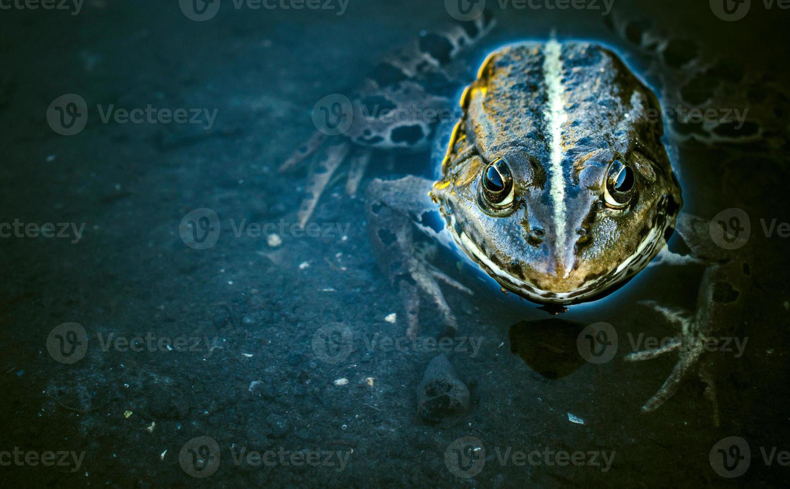 Frog in the water photo