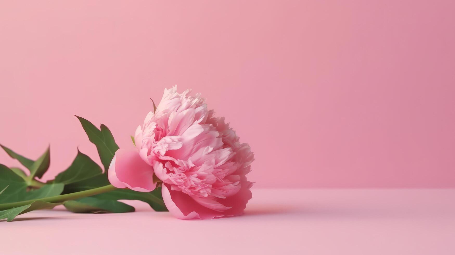 Pink peony flower. Illustration photo