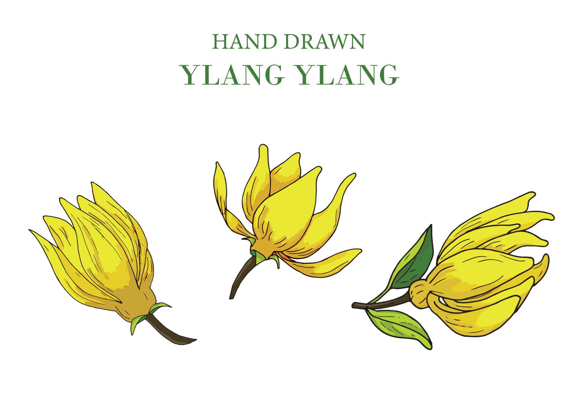 hand drawn Ylang Ylang flower set, isolated on white background, vector illustration 22863887