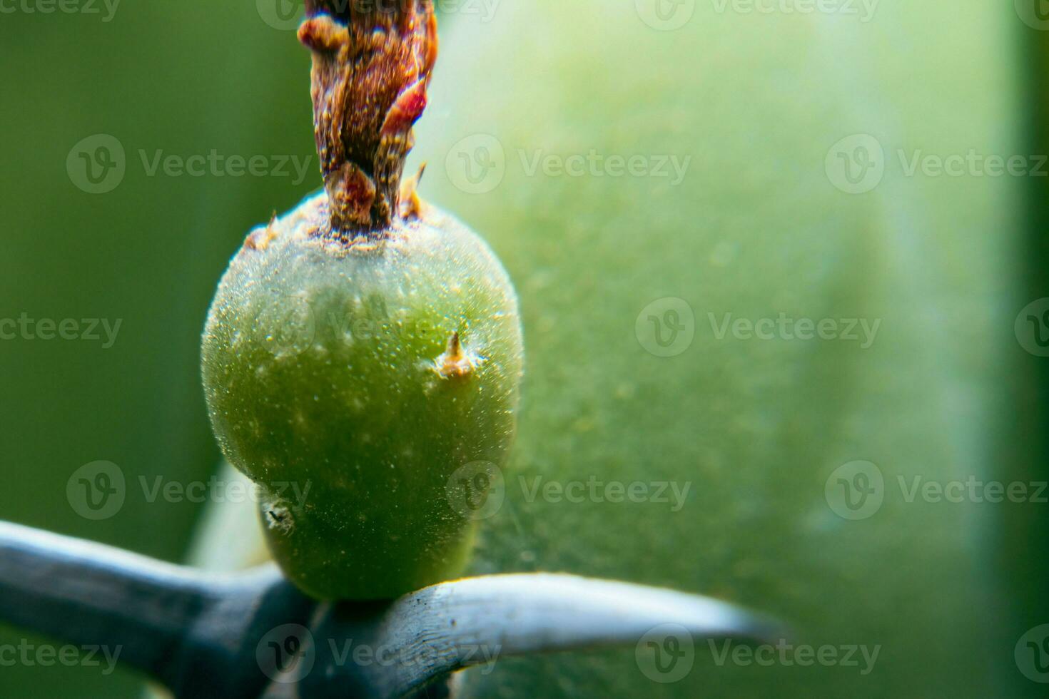 Background Green fruit of Myrtillocactus geometrizans with spines photo