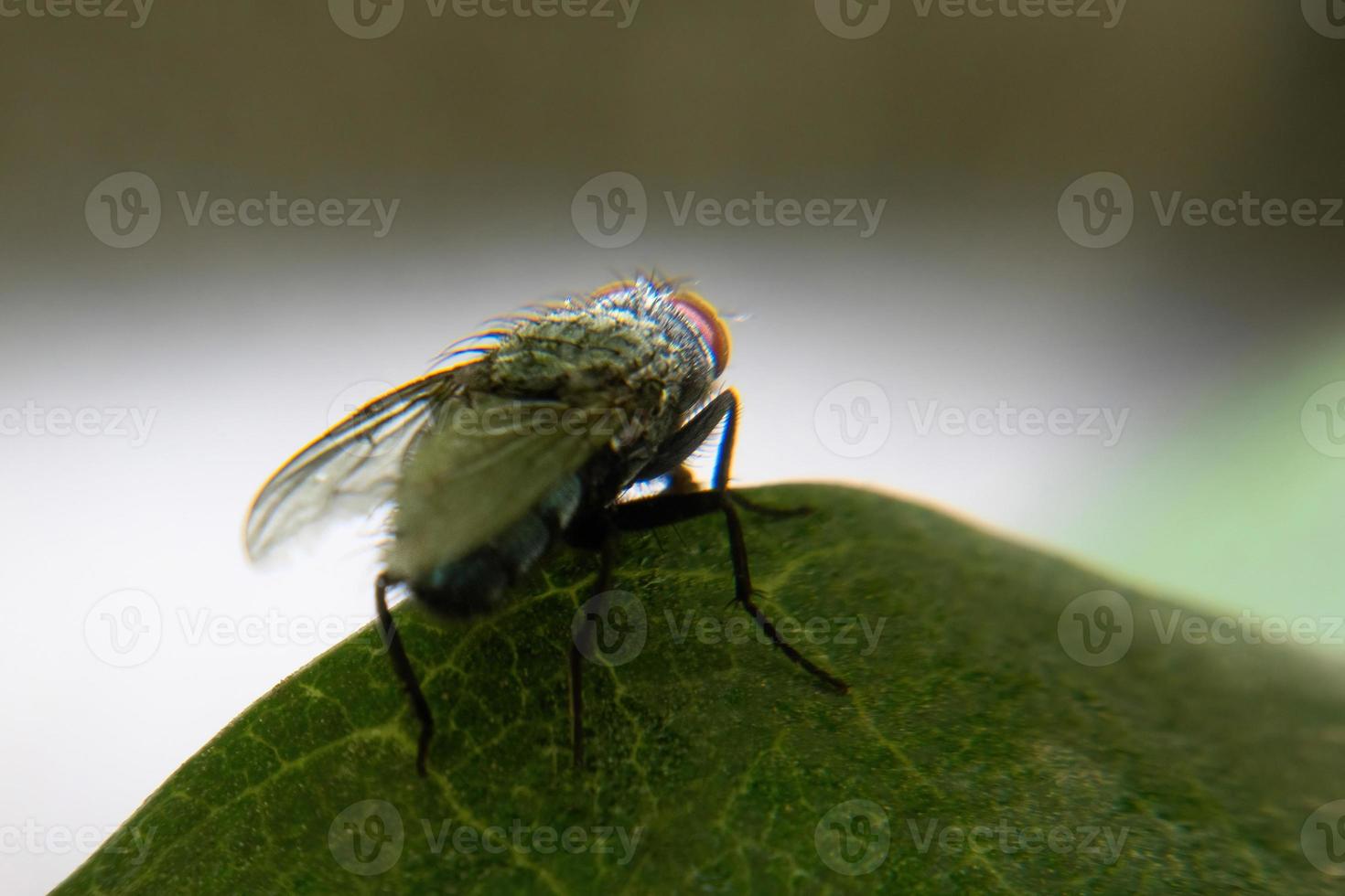 mosca doméstica en hoja verde foto