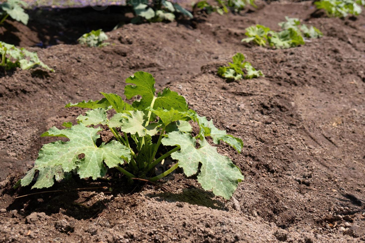 Organic garden with Zucchini plants photo