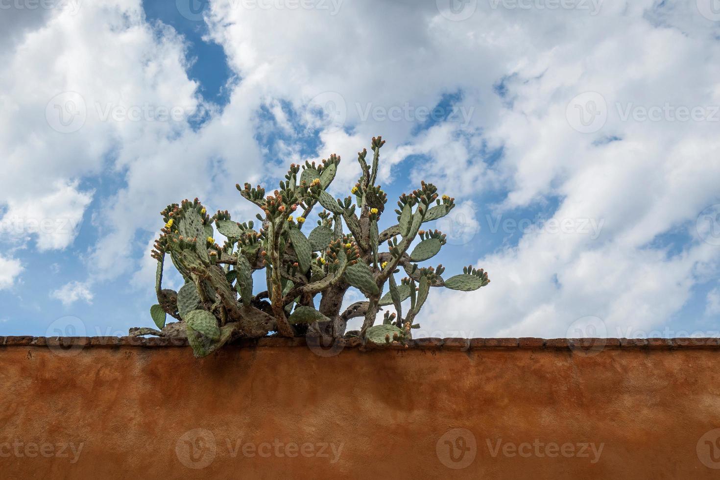 Cactus plant on a roof with a cloudy sky in the background. photo