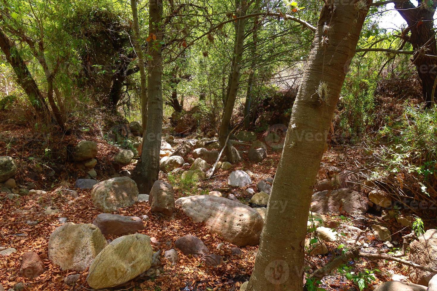 Rocky creek in the forest with trees and leaves photo