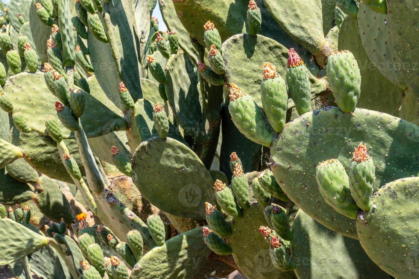Green cactus prickly pear with large needles close-up. Opuntia photo