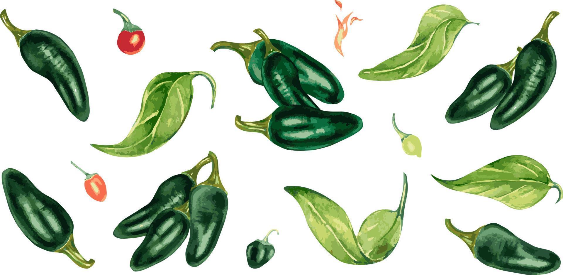 Set of jalapeno green hot peppers compositions watercolor illustration isolated on white. vector
