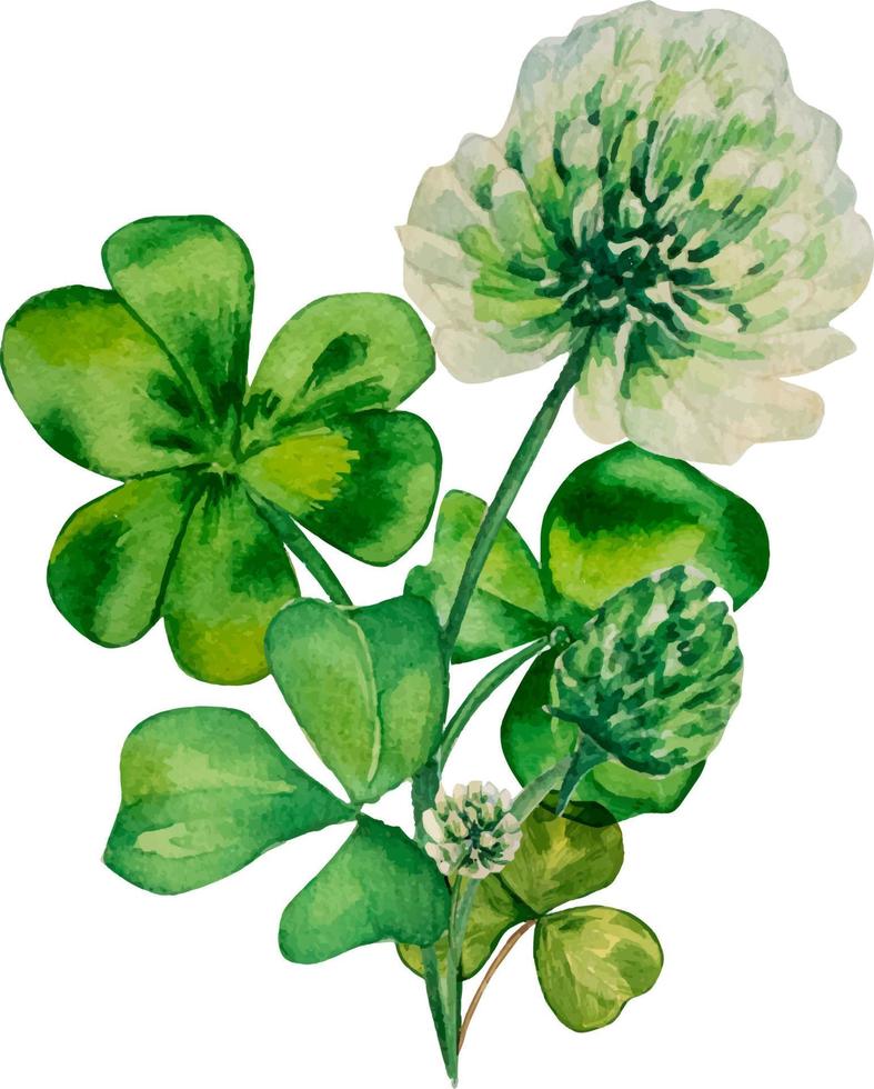 Shamrock and clover watercolor composition, on white background vector