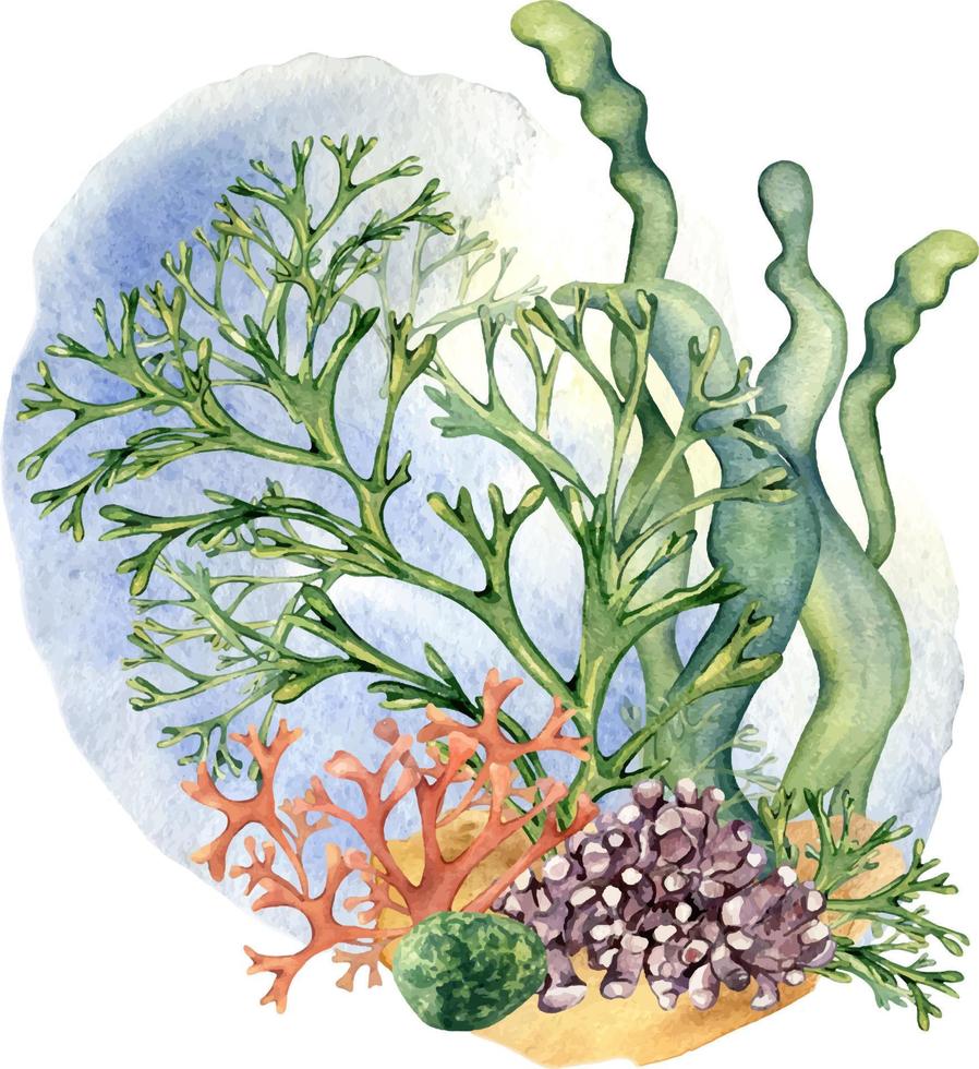 Composition of colorful sea plants watercolor illustration isolated on white. vector