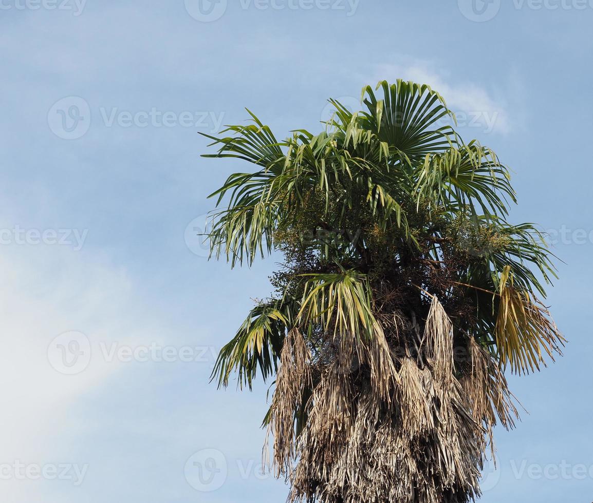 palm tree over blue sky copy space photo