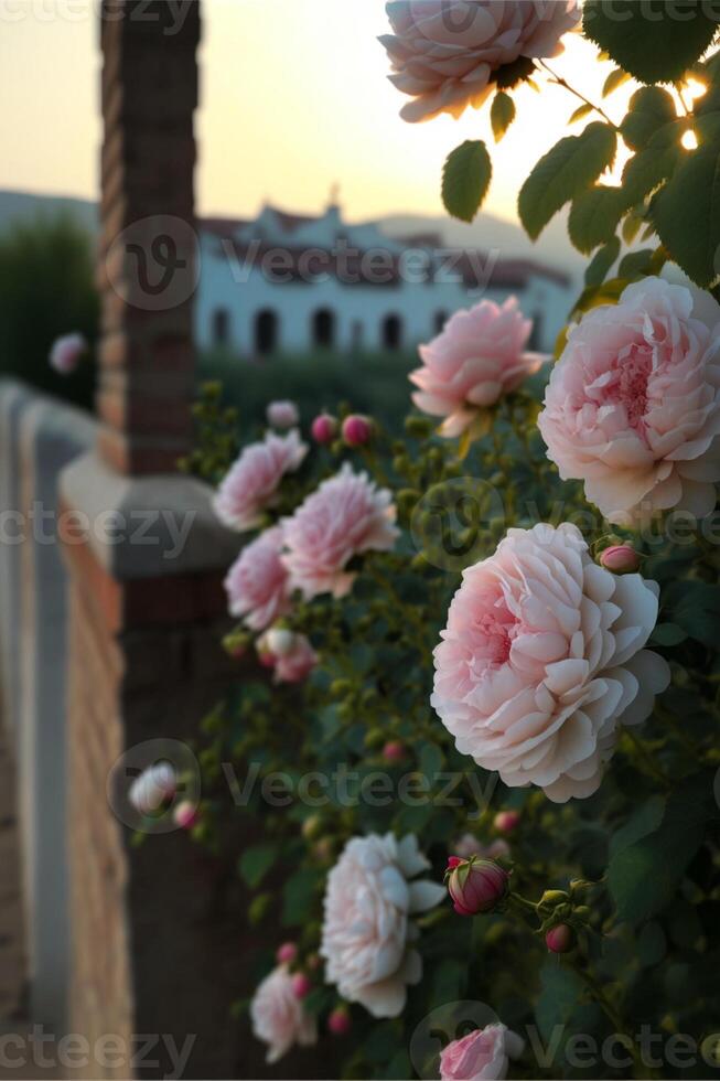 Lotus flowers blooming. photo