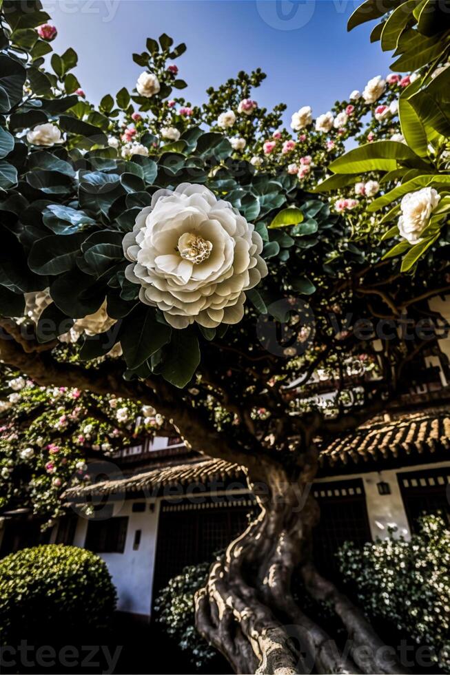 A camellia tree in full bloom. photo