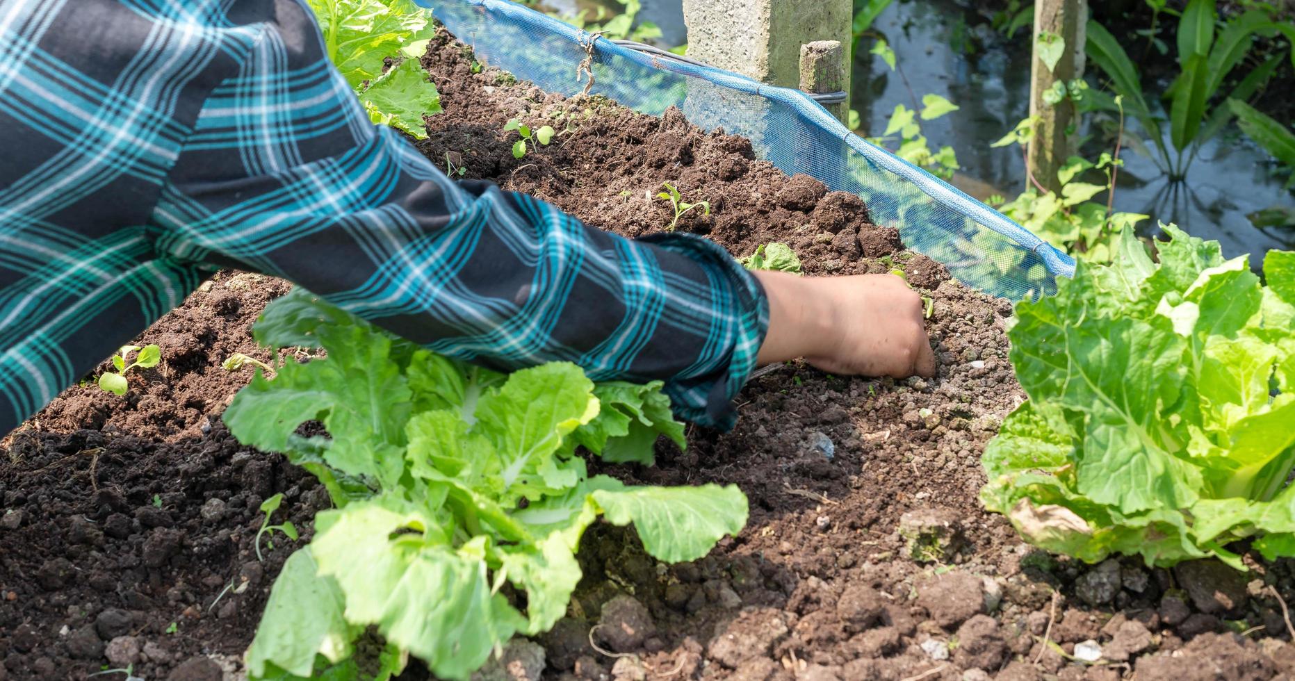 de cerca granjero hembra mano plantando brote con el verde lechuga en fértil suelo. foto