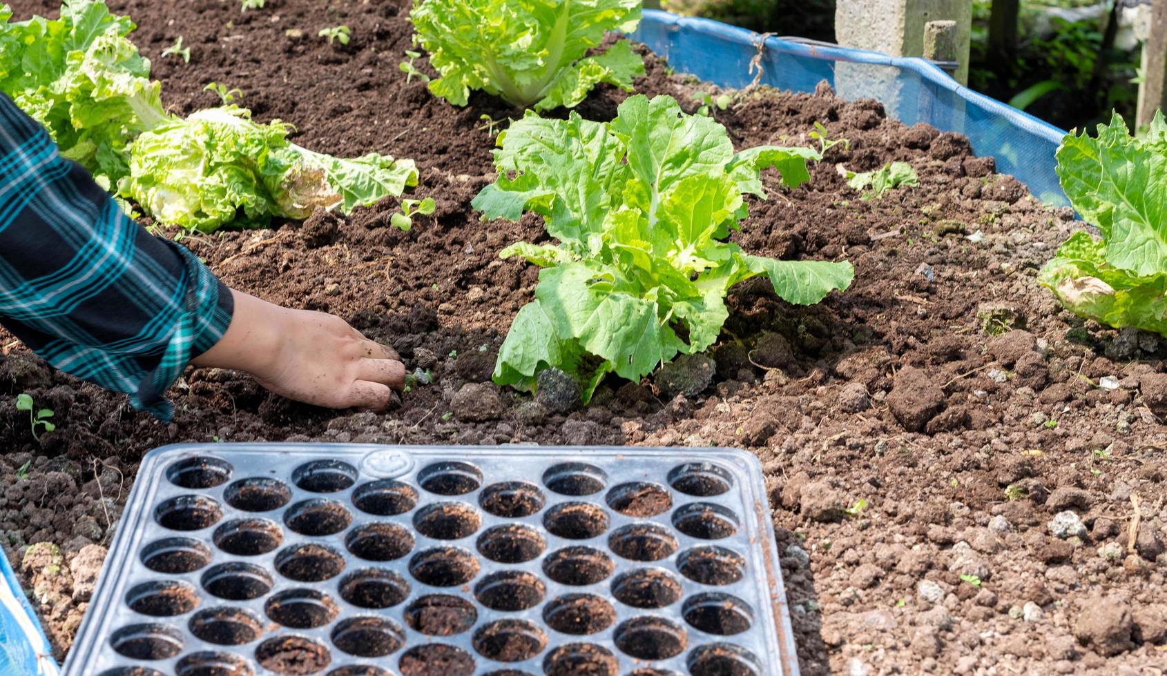 Close-up Farmer female hand planting sprout with the Green lettuce in fertile soil. photo