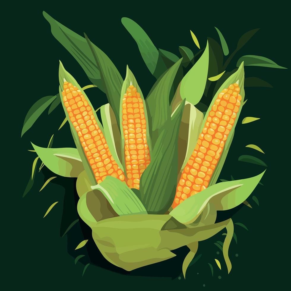 ripe corn on the cob vegetable food vector