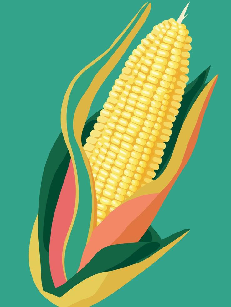 ripe corn on the cob vegetable food vector