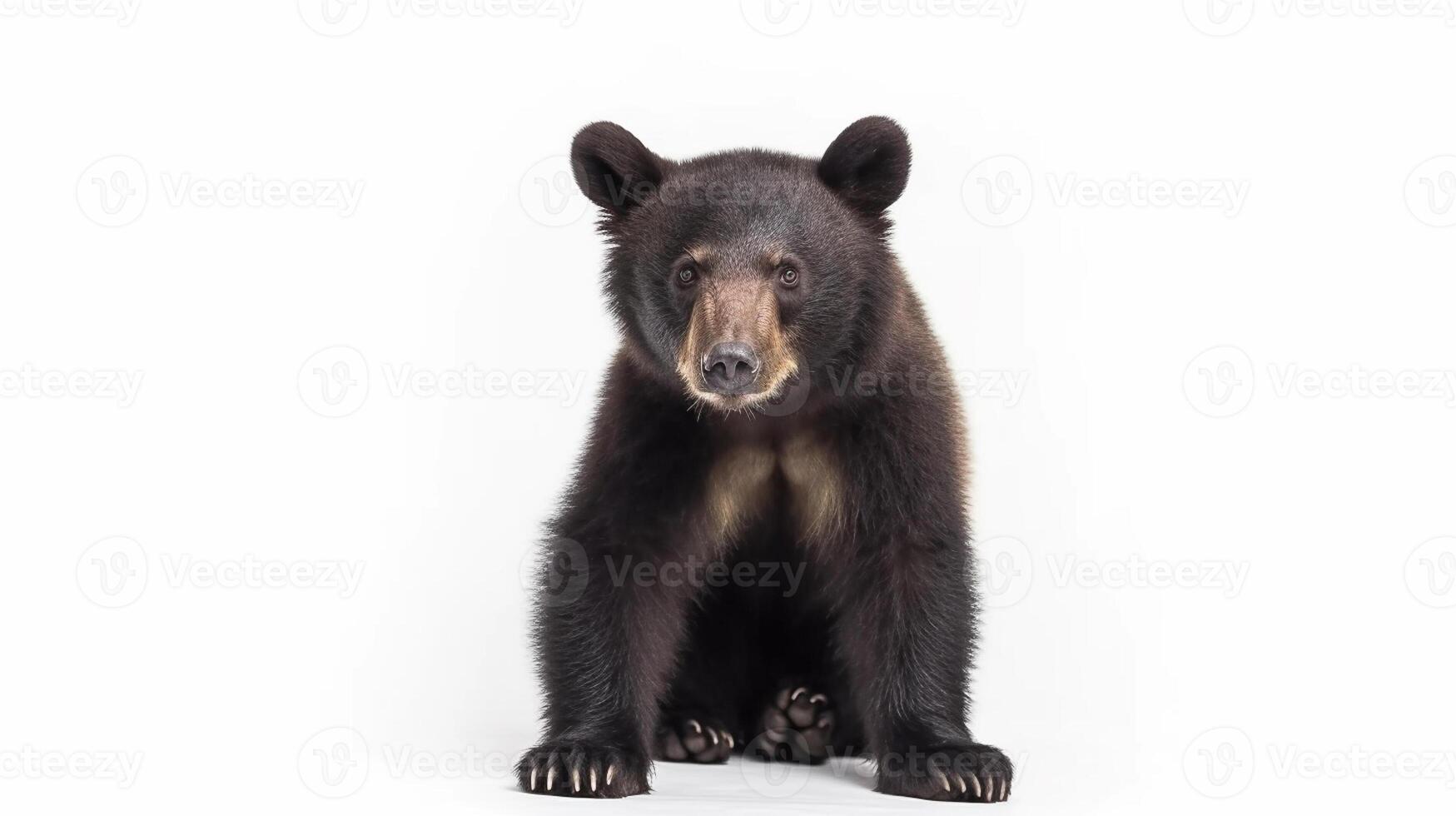 a bear isolated on white background photo