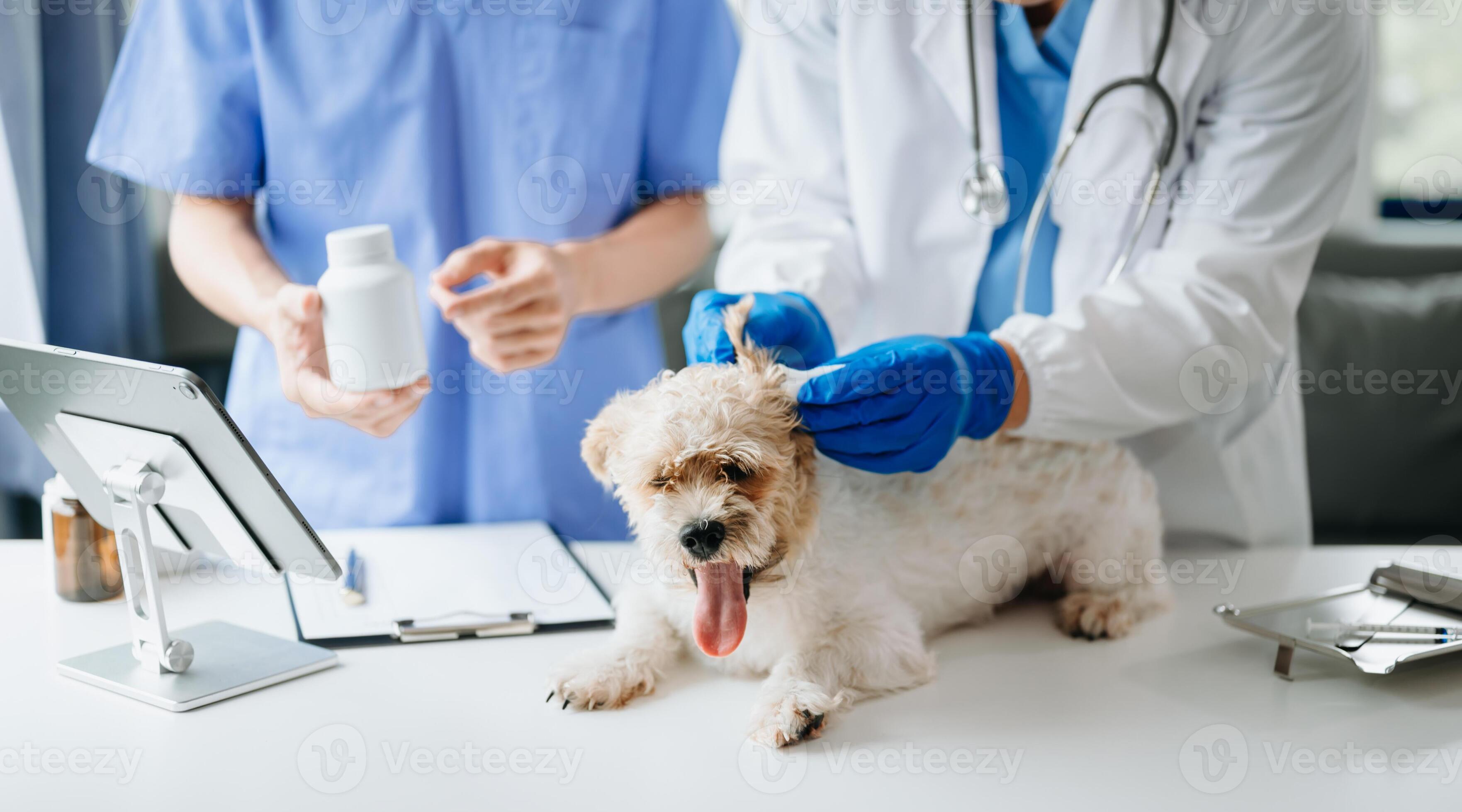 Dog hotsell getting injection