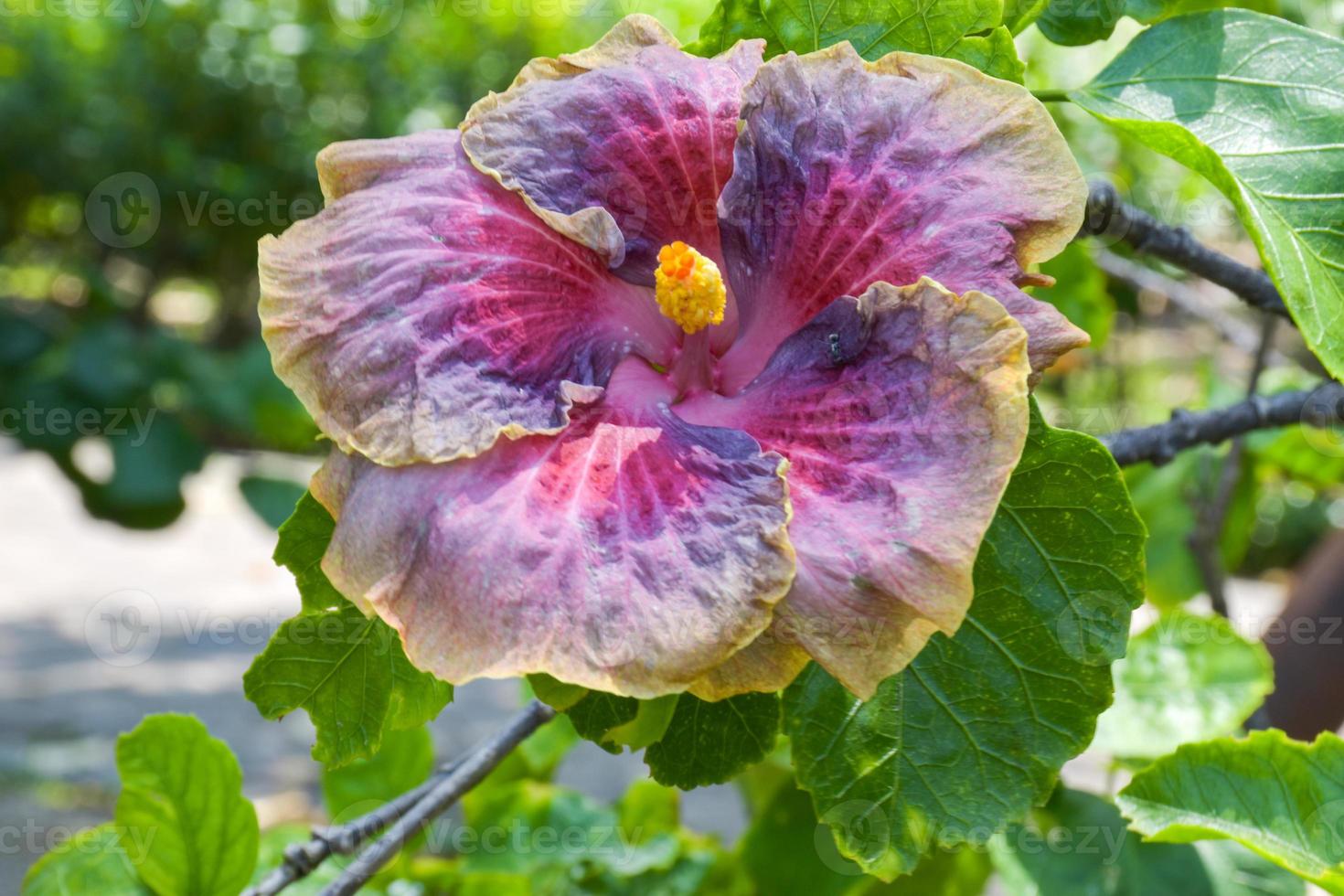 púrpura y rosado hibisco floreciente y luz de sol foto