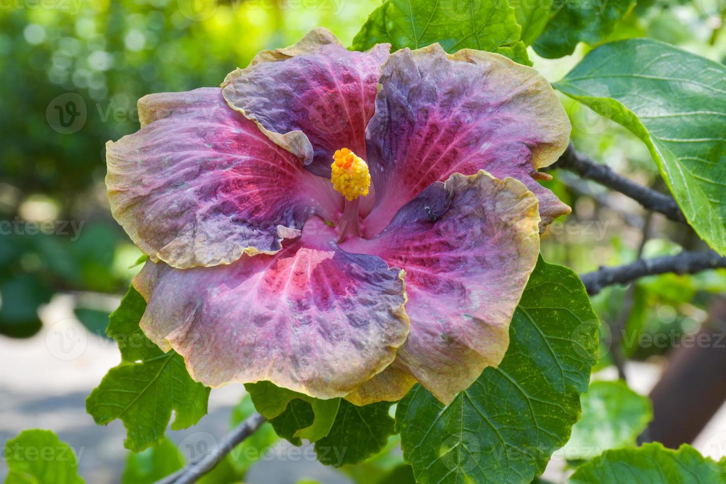 purple and pink hibiscus blooming  and sunlight photo