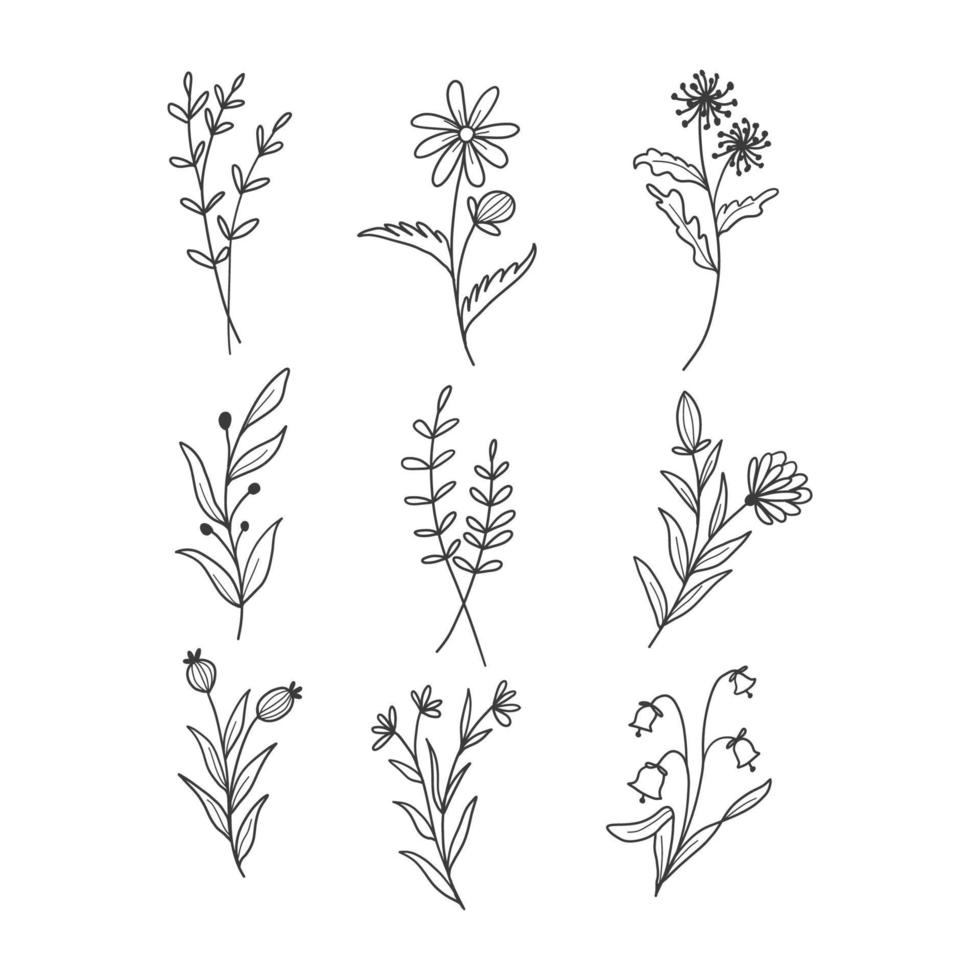 beautiful botanical leaf doodle wildflower line art vector