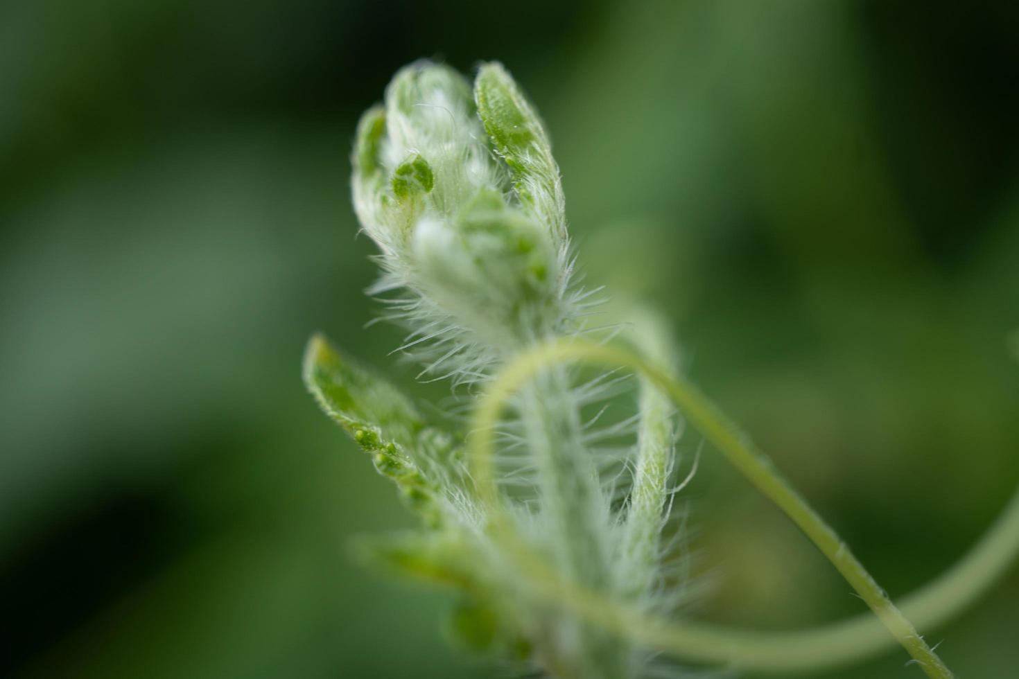 Green shoots of wild flower when spring time. The photo is suitable to use for nature background, botanical content media and nature poster.