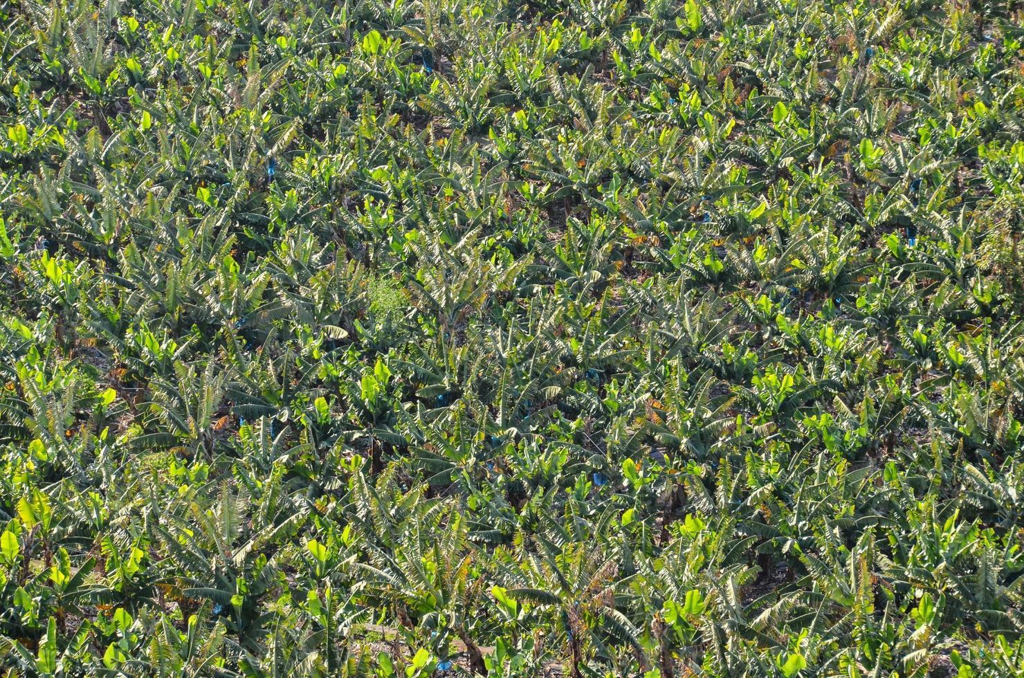 A banana plantation photo