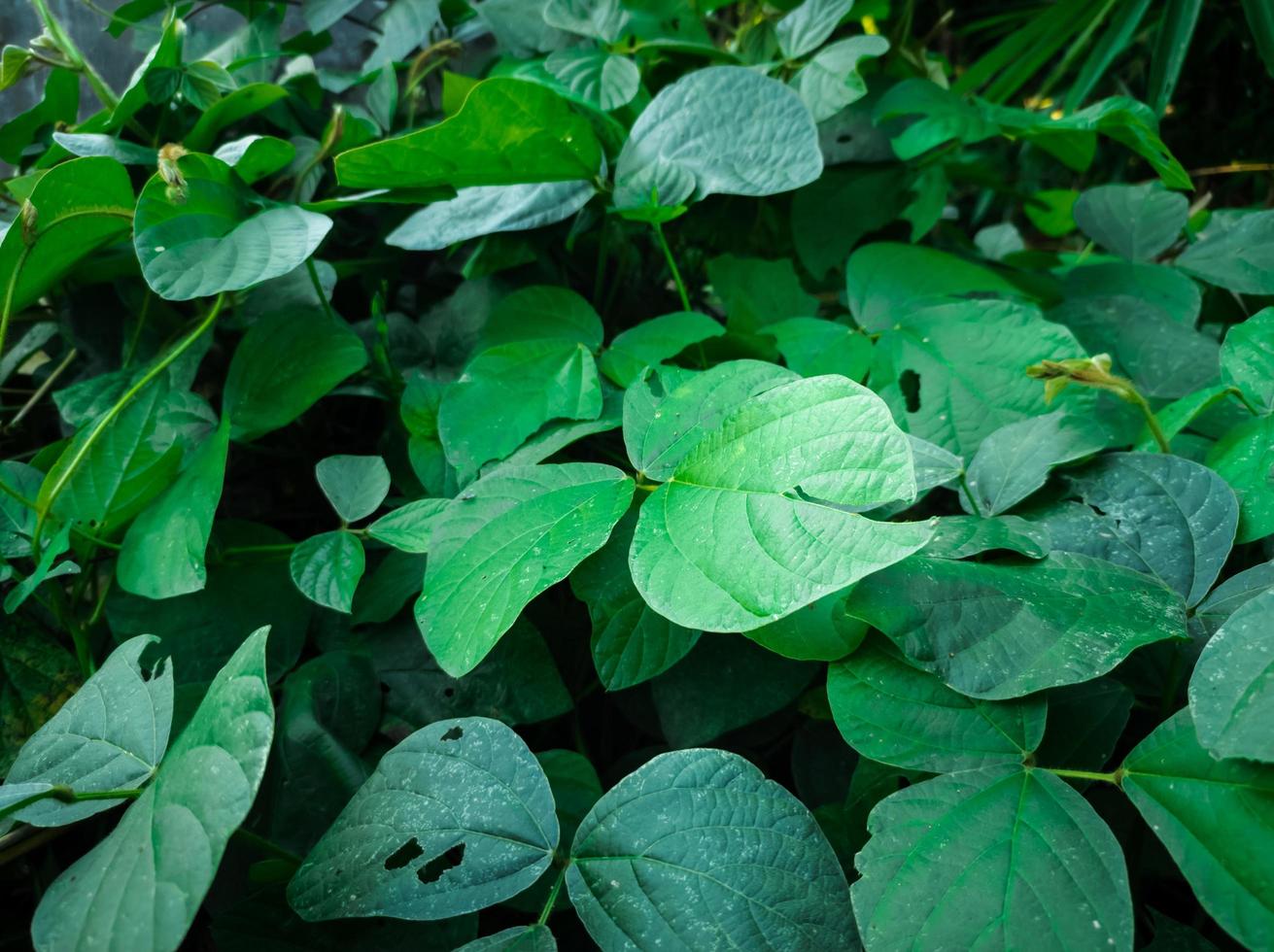 Calopogonium mucunoides leaf pattern background is suitable for nature backgrounds photo