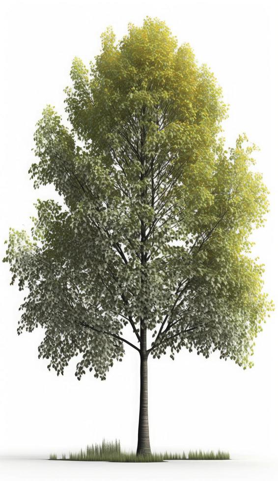 American beech trees, 3d rendering, for illustration, digital composition, architecture visualization, Generate Ai photo