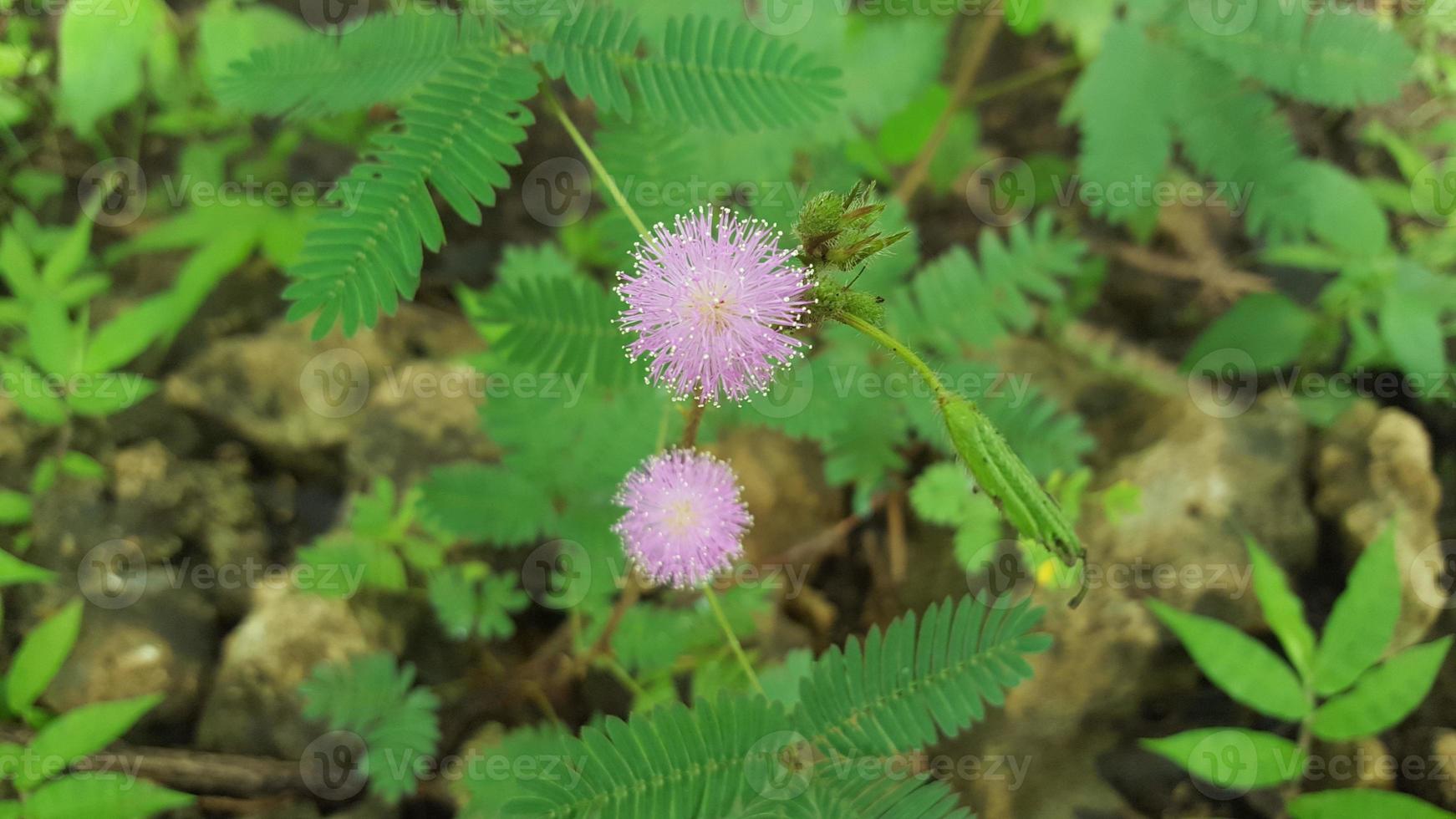 Mimosa pudica leaves and flower in the garden photo