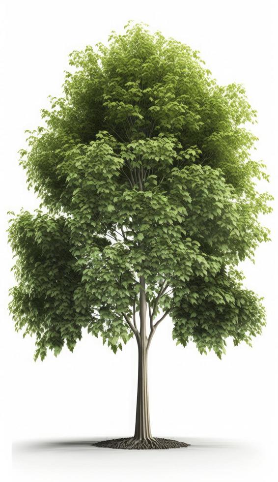 American beech trees, 3d rendering, for illustration, digital composition, architecture visualization, Generate Ai photo