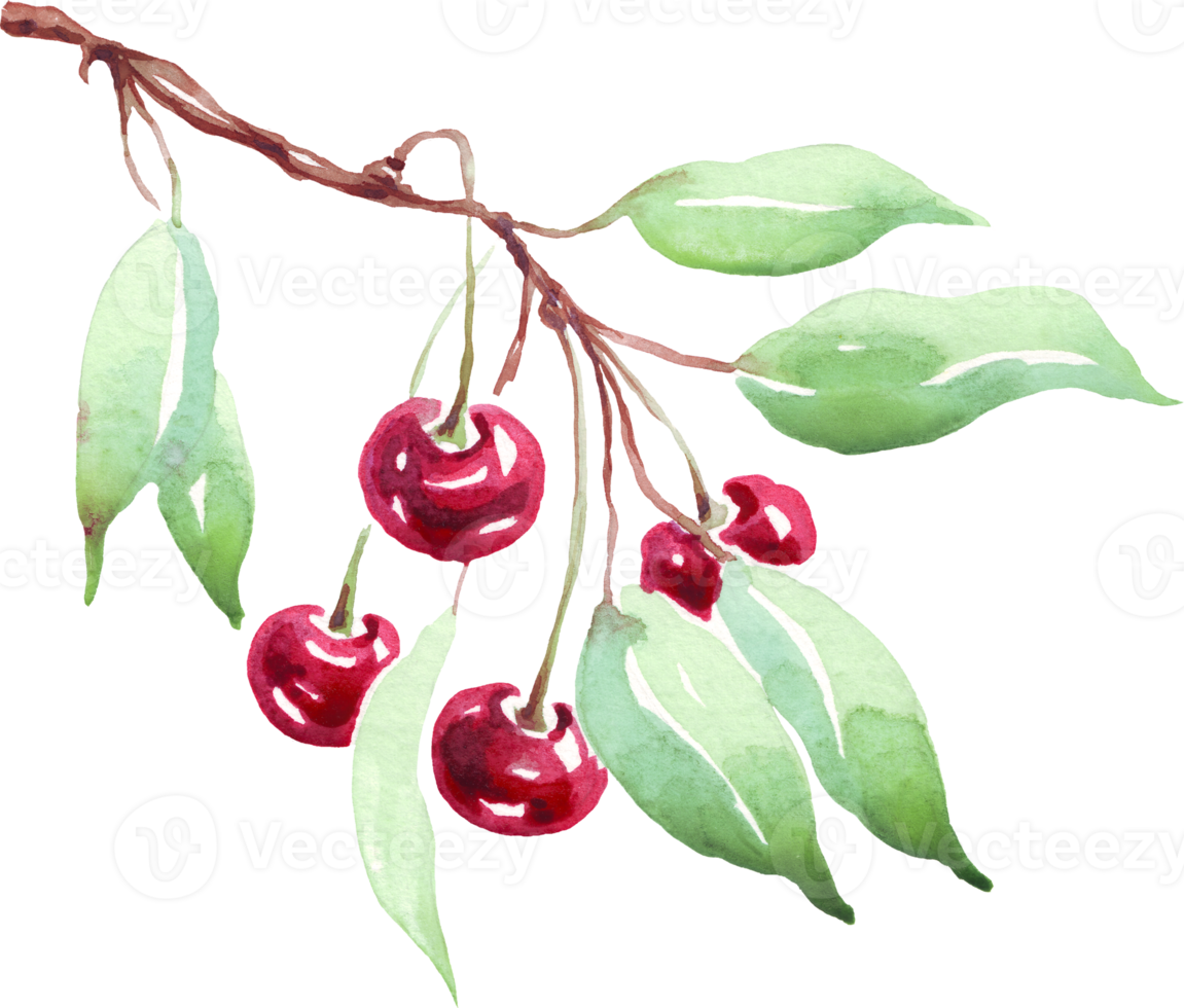Cherry branch. Watercolor clipart png