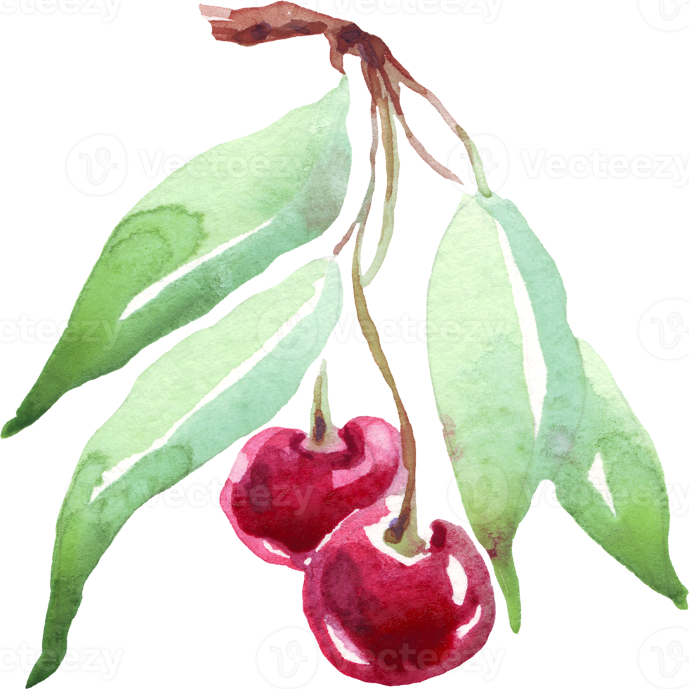 Cherry branch. Watercolor clipart png