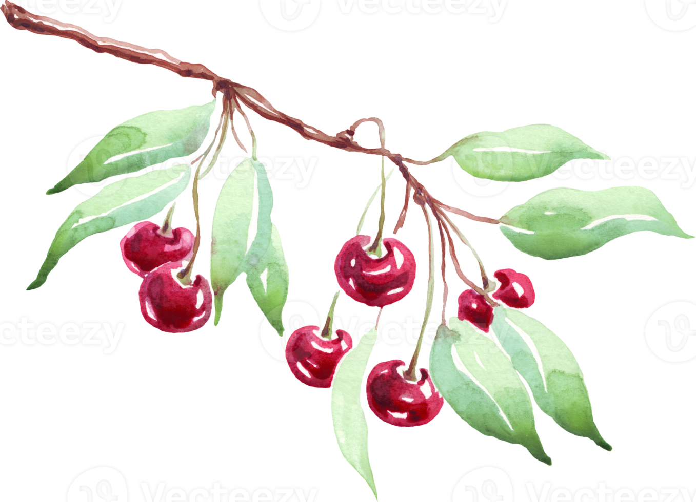 Cherry branch. Watercolor clipart png