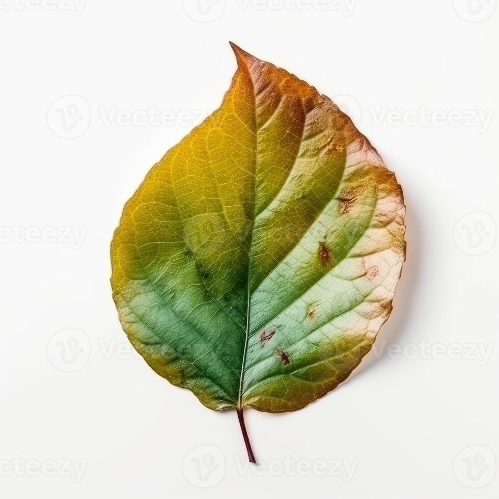 Green leaf on white background image photo