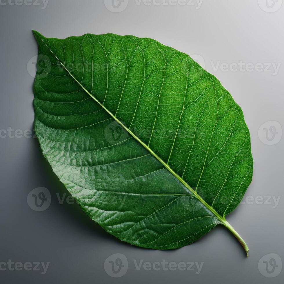 Big Green leaf hd image photo