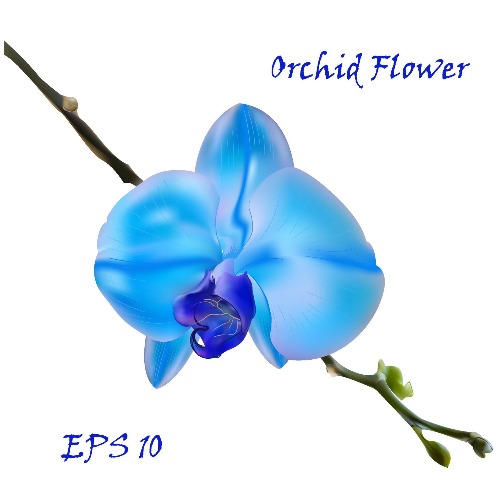 Blue isolated orchid flower 22877052 Vector Art at Vecteezy